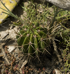 Echinopsis rhodotricha