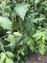 Acer negundo