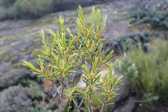 Diosma acmaeophylla