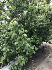 Acer negundo