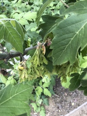 Acer negundo