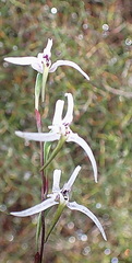 Disa biflora