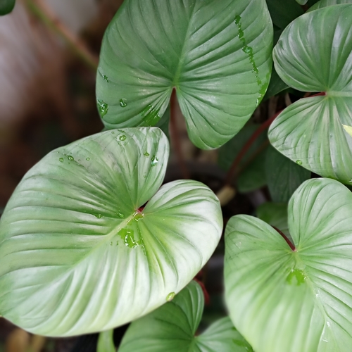 Homalomena rubescens (Homalomena rubescens)