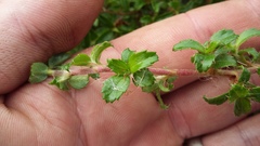 Cliffortia ferruginea