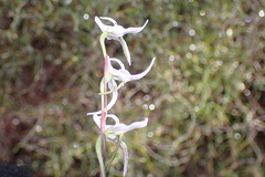 Disa biflora