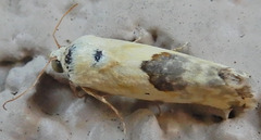 Ponometia libedis