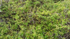 Cliffortia ferruginea