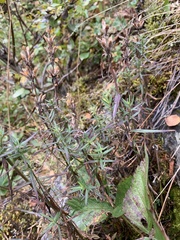 Dracocephalum ruyschiana
