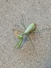 Stagmomantis carolina
