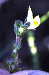 Aspalathus cymbiformis