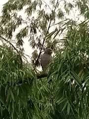 Rupornis magnirostris