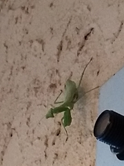 Stagmomantis carolina