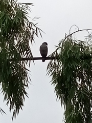 Rupornis magnirostris