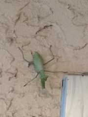 Stagmomantis carolina