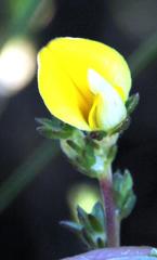 Aspalathus cymbiformis