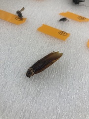 Periplaneta americana