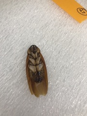 Periplaneta americana