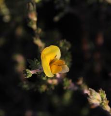 Aspalathus cymbiformis