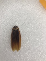 Periplaneta americana