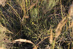 Aspalathus cymbiformis