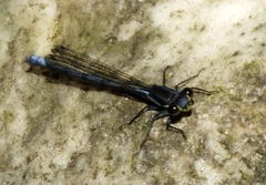 Pseudagrion furcigerum