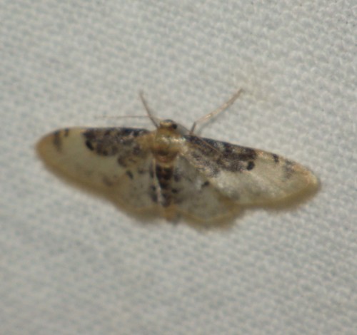 Idaea filicata, 06360 Èze, Frankreich, photo 9 of 10