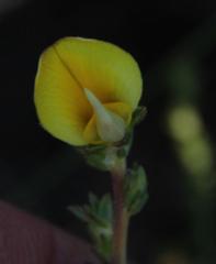 Aspalathus cymbiformis