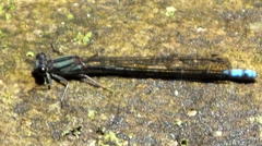 Pseudagrion furcigerum