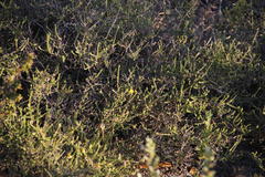 Aspalathus cymbiformis