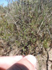 Marasmodes fasciculata