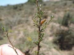 Marasmodes fasciculata