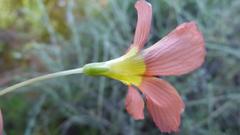 Oxalis inaequalis