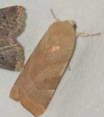 Noctua fimbriata