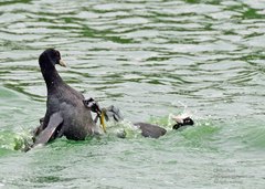 Fulica atra