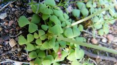 Oxalis inaequalis