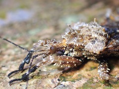 Centrocnemis