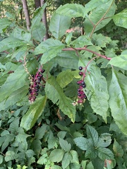 Phytolacca americana