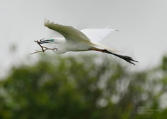 Ardea alba