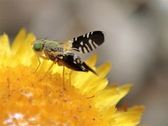 Spathulina acroleuca