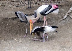 Mycteria leucocephala