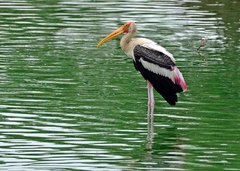 Mycteria leucocephala