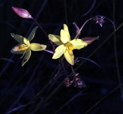 Cyanella lutea lutea