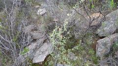 Dioscorea hemicrypta