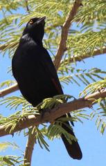 Onychognathus nabouroup