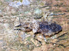 Centrocnemis