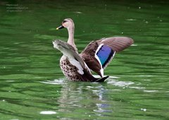 Anas poecilorhyncha