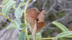 Dioscorea hemicrypta