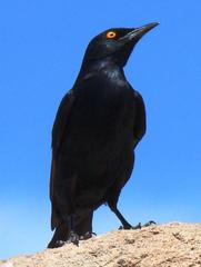 Onychognathus nabouroup