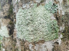 Pertusaria sinusmexicani