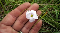 Oxalis smithiana